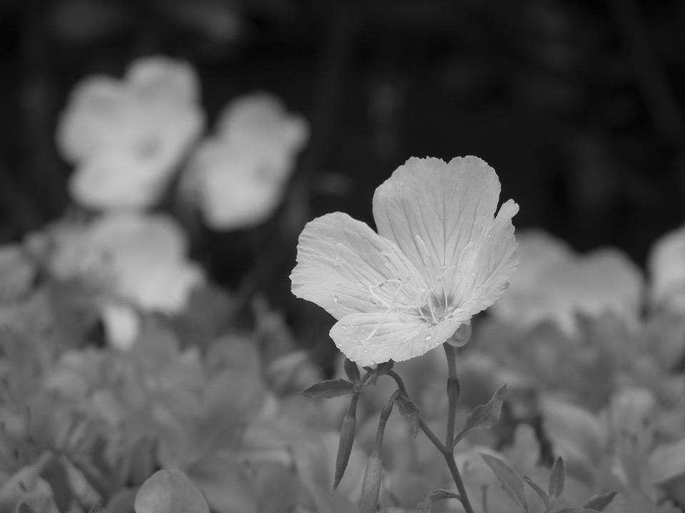 Using exposure compensation When shooting a picture with background, select a background that will bring out the shape and color of the flower. A simple background will enhance the subject.
