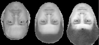 Shape and grey-level models are used together to describe the overall appearance of each face; collectively we refer to the model parameters as appearance