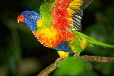 (a) Parrot image