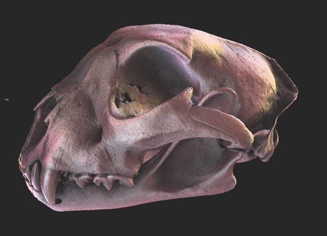 bat pterosaur skull Data