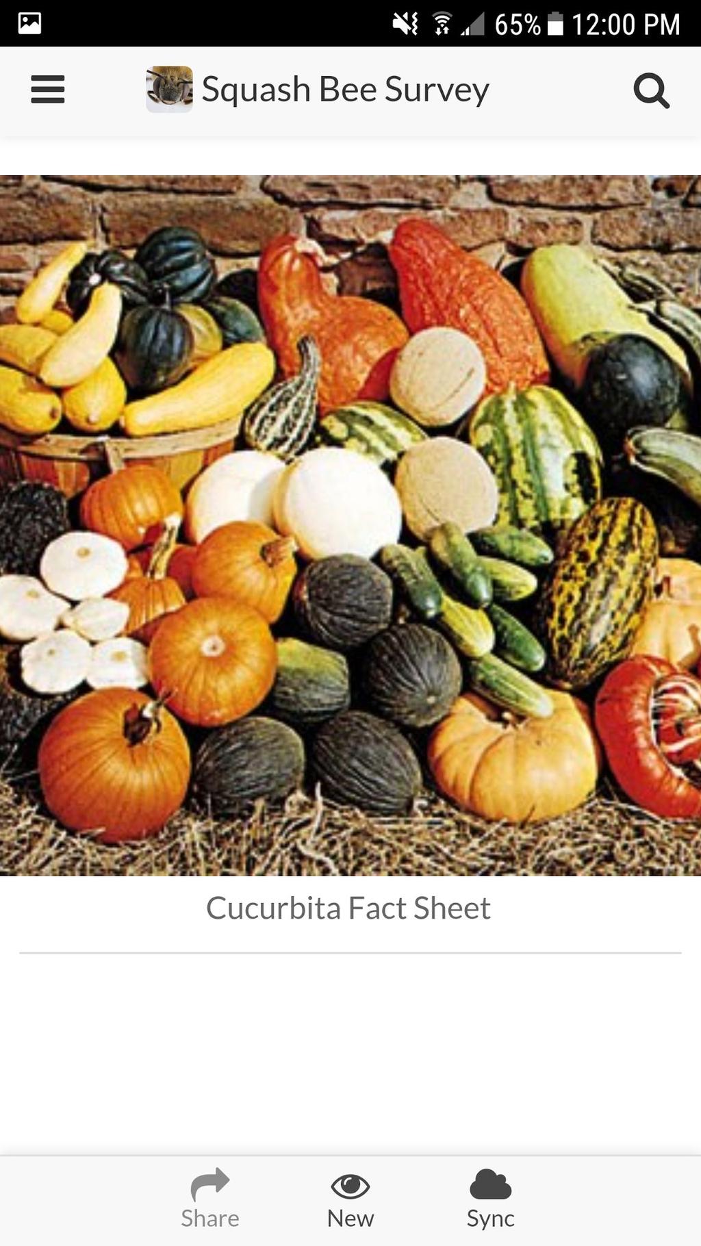 To view the Cucurbita Fact Sheet, tap on the image or