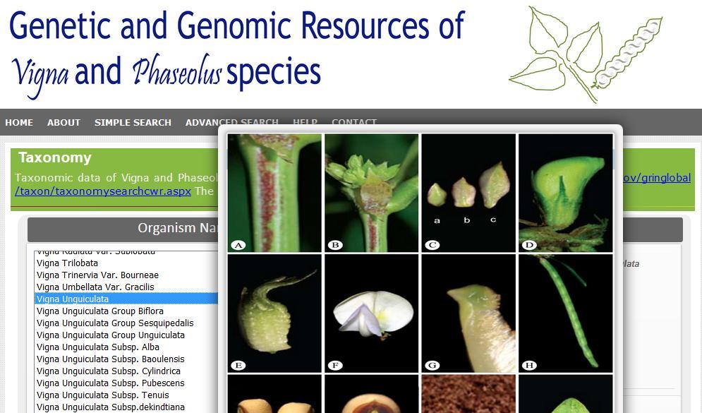 About> Germplasm Genebanks worldwide conserve crop species along with crop wild relatives.
