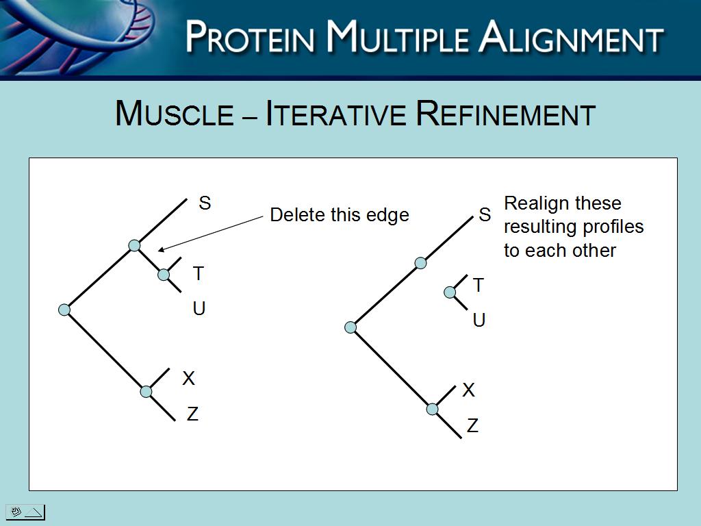 Fig. 6. Iterative Refinement MUSCLE shows significant improvement over previous algorithms.