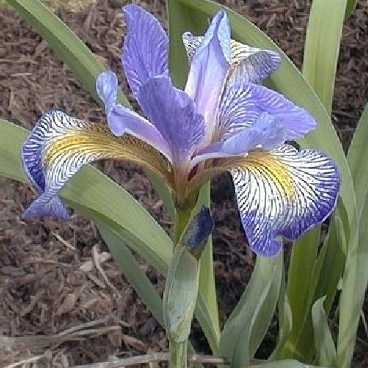 Types of Iris: setosa,
