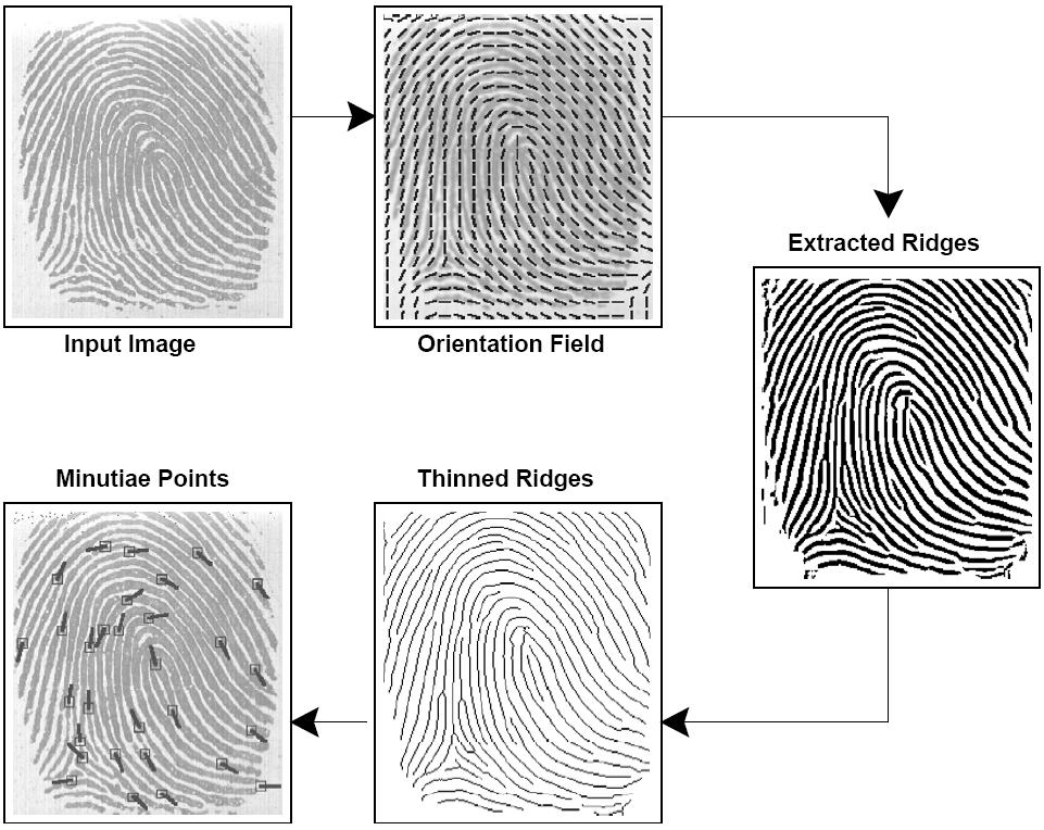 Fingerprint verification extracted ridges
