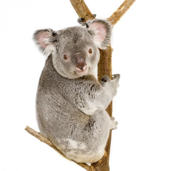 Koala network architecture Requirements Reliable data collection Long network lifetime Robustness to failures Flexibility Design outline Motes collect