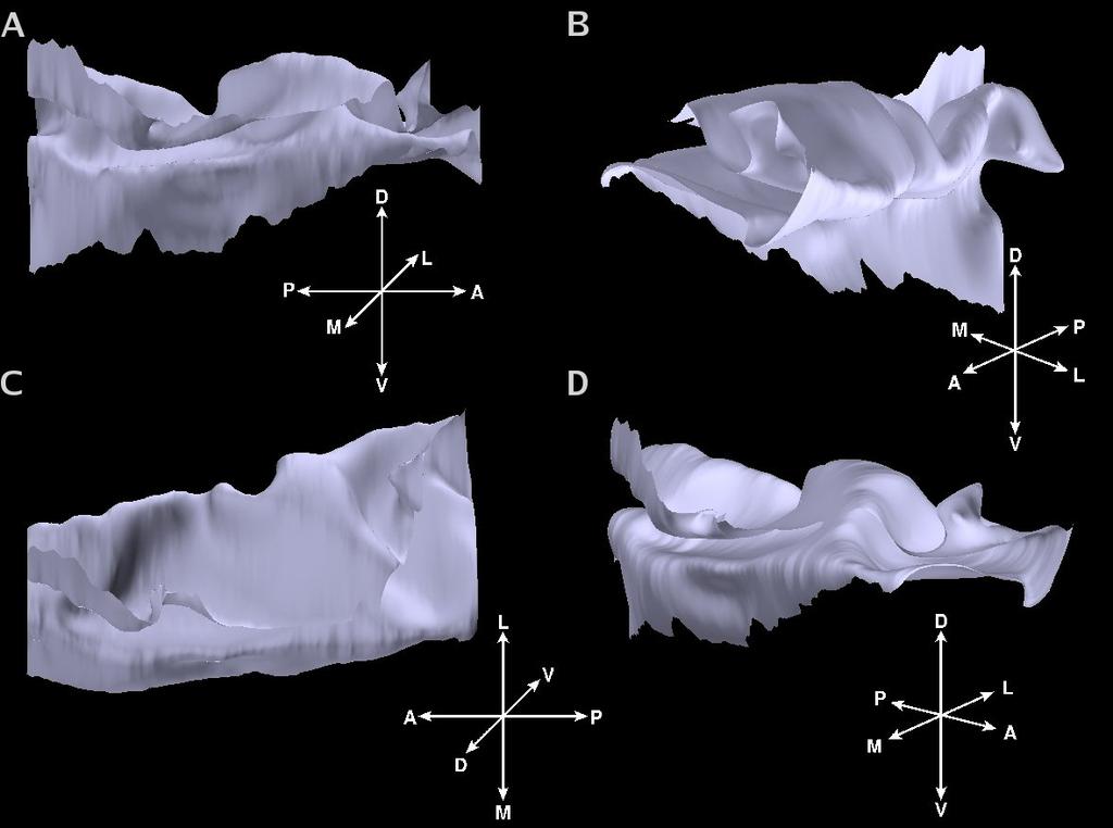 Figure 1: Reconstruction of the striate surface of V1 from MR images gathered at 7T acquired using 130 µm isotropic voxels.