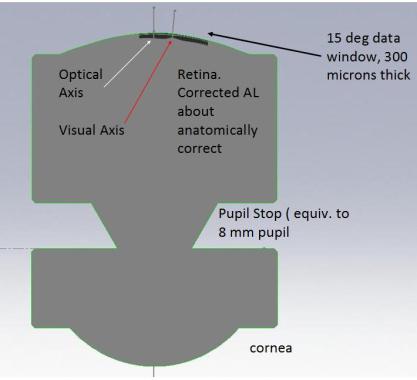 It is essential to use a de-warped (corrected for OCT scanning beam geometry) volumetric representation of the retina. Otherwise during model eye imaging the retinal structure will appear distorted.