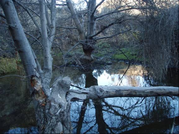 trees (Figure 15). A complex of beaver dams ranging in length from 30 to 60 feet long is present between Segments 5 and 6.