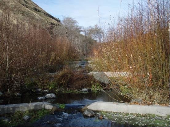 bedrock. Riparian vegetation is largely limited to a narrow band of brushy plants with occasional small trees scattered along the creek (Figure 18). Gradient in Reach 2 ranged from 1 to 2 percent.