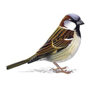 Our Sparrows Small as the sparrow is, it possesses all its internal organs.