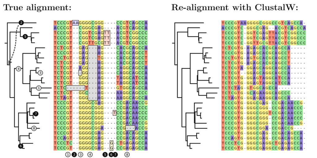 PRANK: phylogeny-aware alignment length of alignment should grow with phylogenetic distance gaps are free after one gap is