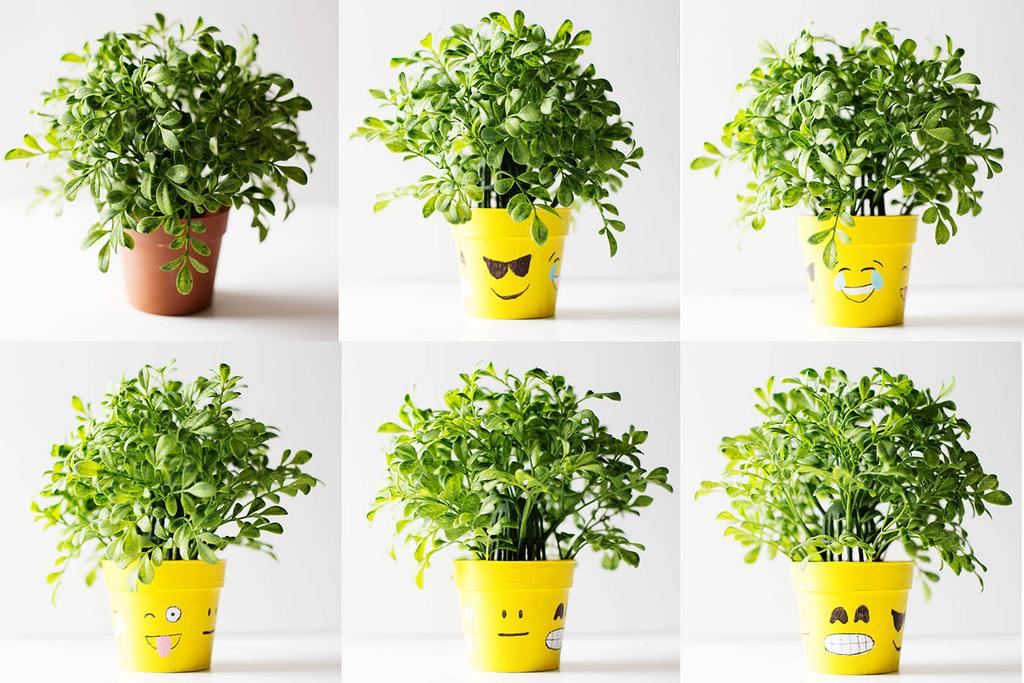School Age- Plant Pot Plant pots Yellow paint Sharpies Purchase pots Paint the