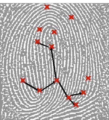 Fingerprint Biometrics (cont.