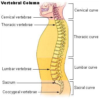sections of the spine