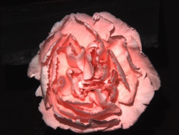 Pink Carnation Spectral