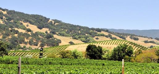 Factors Hillside vineyards often have more varied soils as well as varying altitudes and orientations toward the sun.