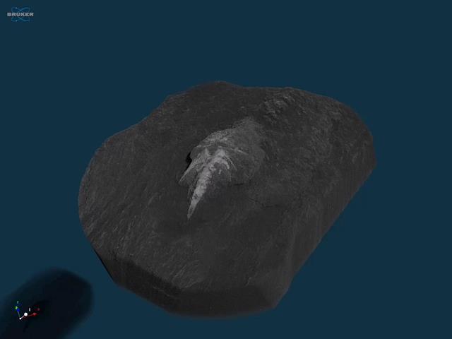 Application examples Imaging of fossils Arthropod larva Leanchoilia illecebrosa (fossil length: 2 mm) SkyScan1272 Voxel