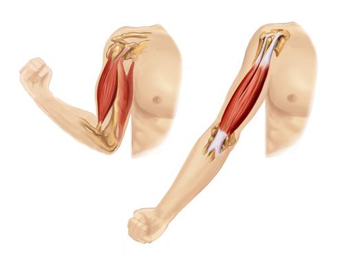 Muscle Forces Motion actually comes from the contraction of muscles.