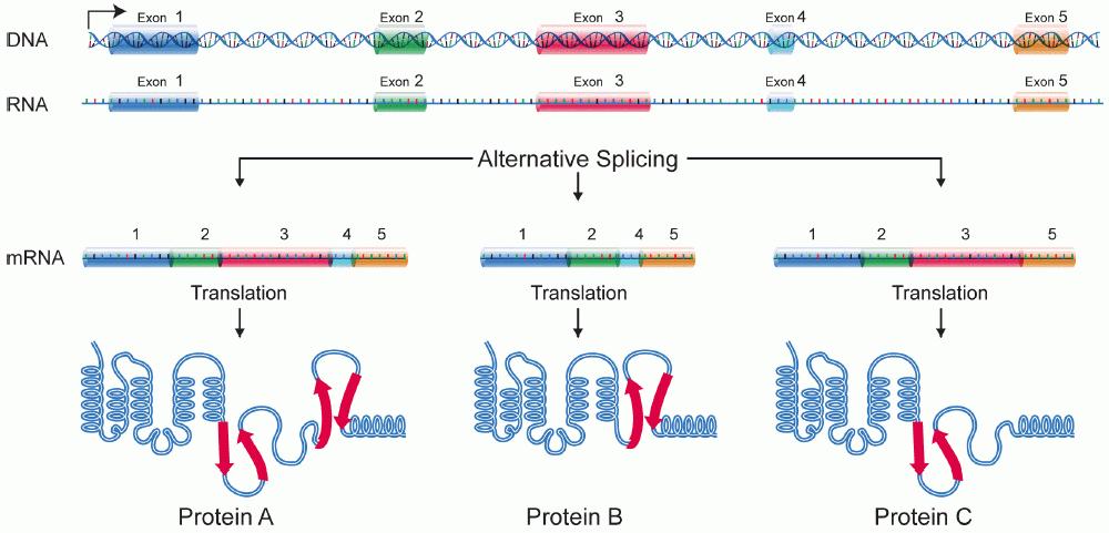 Challenge in RNAseq Alternative Splicing Image Source: National Human Genome Research Institute - http://www.