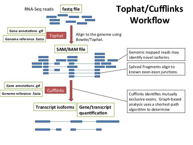 Tophat/Cufflinks workflow