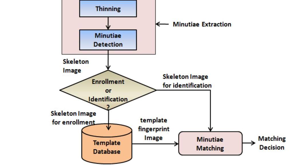 Proposed fingerprint identification system is mainly divided into three modules like fingerprint image preprocessing, minutiae extraction and minutiae matching as shown in fig.2.