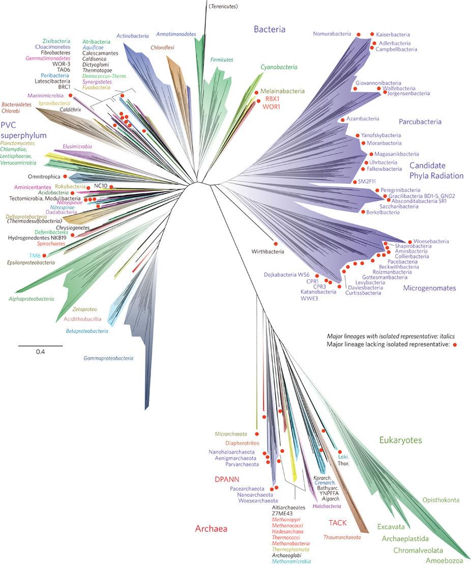 Large-scale Phylogeny Estimation is computationally intensive A New View of the Tree of Life [Hug et al.