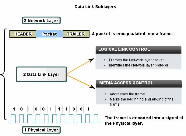 multiple Layer 3 protocols, such as IP and IPX, to utilize the same network interface and media. 2-2 Media Access Control 802.3 Defines how packets are placed on the media.