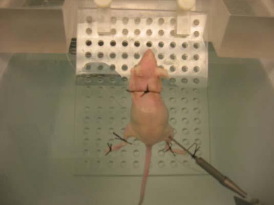 In Vivo Studies Performed on nude mice attached to submerged angled