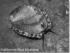 Comparisons: dataset Abalone (UCI Machine learning repository): 4177 shells 8 features (+ sex) Length Diameter Height Whole weight Shucked de la chair Viscera des viscères Shell