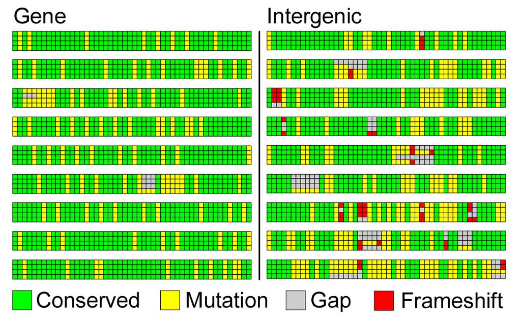 Patterns of Conservation Genes" Intergenic" Separation" Mutations" Gaps"