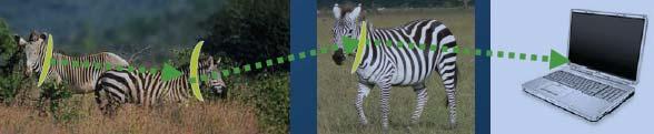Applications of Wireless Sensor Networks Environmental Monitoring 2 Zebranet: a WSN to study the behavior of zebras Special GPS