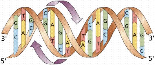 Central dogma DNA