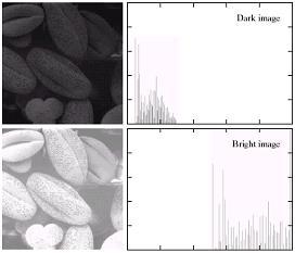 Example: Dark/Bright Images Dark image Components of histogram are concentrated on the low side of the