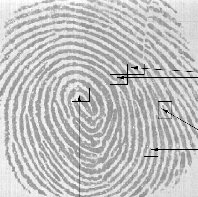 Fingerprint verification ridge bifurcation