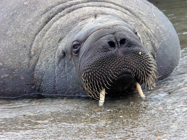 Blobby the Walrus?. EIT images blobby objects in aqueous media; Blobby the Walrus is a fat animal that lives in water. 2.