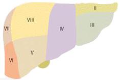 (a) Couinaud (b) Volume: 1168.46cm 3 (c) Volume: 1141.78cm 3 Figure 5. Model of the liver functional segments distribution according to Couinaud [1] (a).