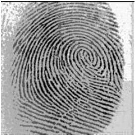 Types of Fingerprint Images Flat Fingerprint