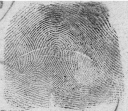 FP cards) Rolled Fingerprint (Image collected by