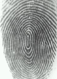 Fingerprints Description: graphical flow like ridges present in human