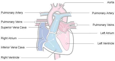 2 Chapter 1. Introduction Figure 1.1: The anatomy of the human heart: coronary blood vessels, ventricles and atria. The arrows show the flow of blood through the heart 1.