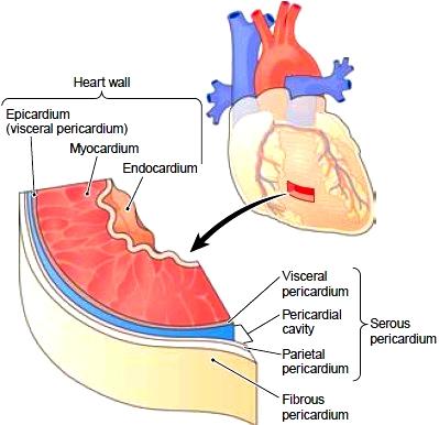 1.1. Clinical Background and Motivation 3 Figure 1.2: Layers of the heart wall (left) and mitral valve of the left ventricle (right) 2.