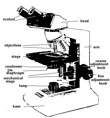 THE PARTS OF THE MICROSCOPE Please complete the following table in