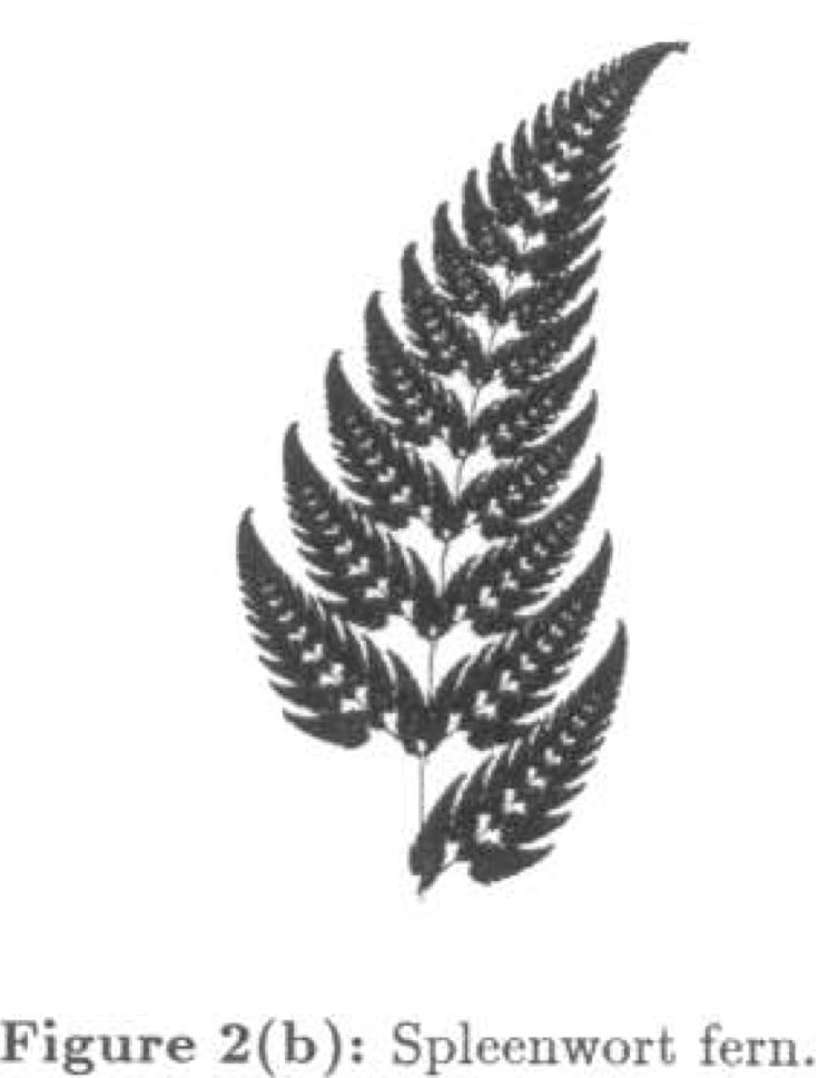The Spleenwort fern can be described by only 28 IFS (copy machine) parameters