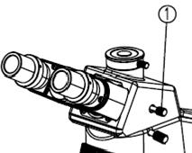 USING TRINOCULAR HEAD An 80/20 beam splitter is built into the Trinocular head.