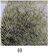 EXPERIMENTAL RESULTS Although the fngerprnt databases of NIST, MSU, and FBI are sampled at 5 dp, the fngerprnt mages can be recognzed at 2 dp by the human eye.