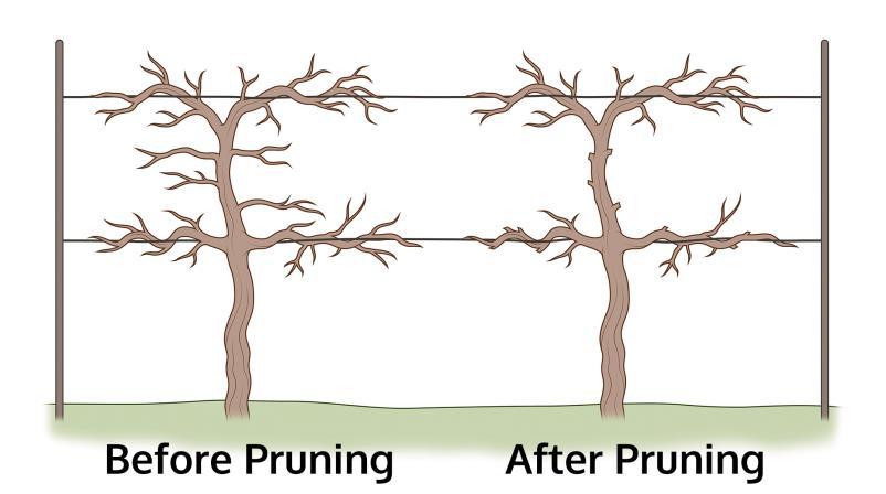 Pruning If the tree is too big, the lower branches are modeling noise in the data overfitting.