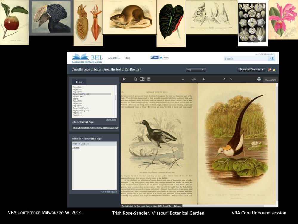 What many people do not know about the BHL is that it also contains millions of visual resources found