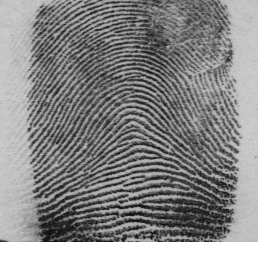 Reference Point Detection for Arch Type Fingerprints 667 fingerprint is smaller, in absolute numbers, they are still quite large.