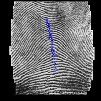 Two level thresholding on the orientation histogram Fig. 3. A two level segmentation of the orientation field for an arch type fingerprint image.